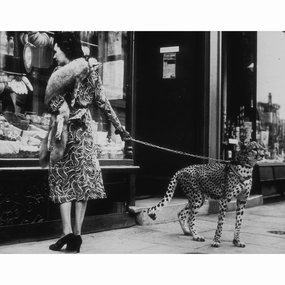 "Cheetah Who Shops" from Getty Imagesnordic style wall decor