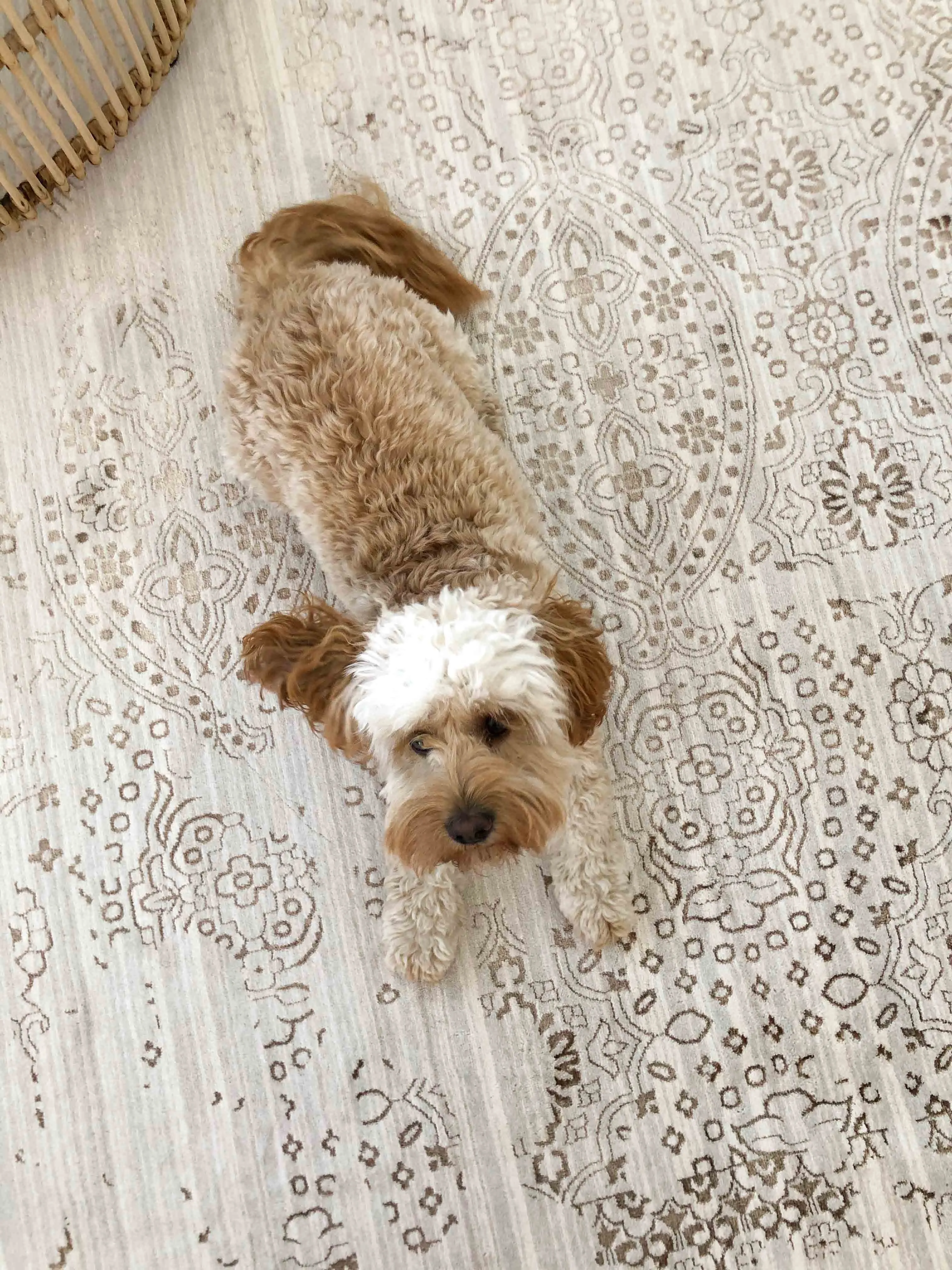 Amelia Cream Ivory and Brown Traditional Floral Rug *NO RETURNS UNLESS FAULTY