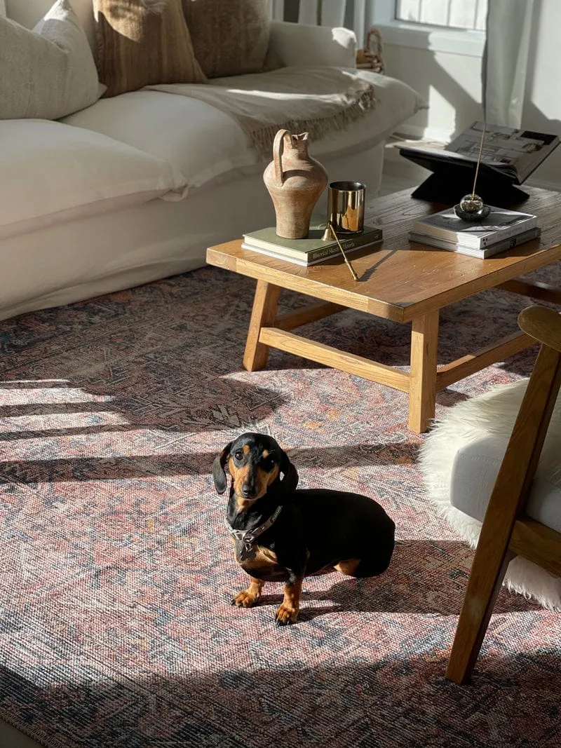 Anyel Brown and Blue Traditional Distressed Washable Rug *NO RETURNS UNLESS FAULTY