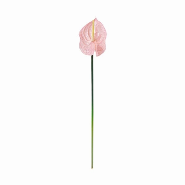 Art Flower Anthurium  Pinkhome decor ,wall decor 