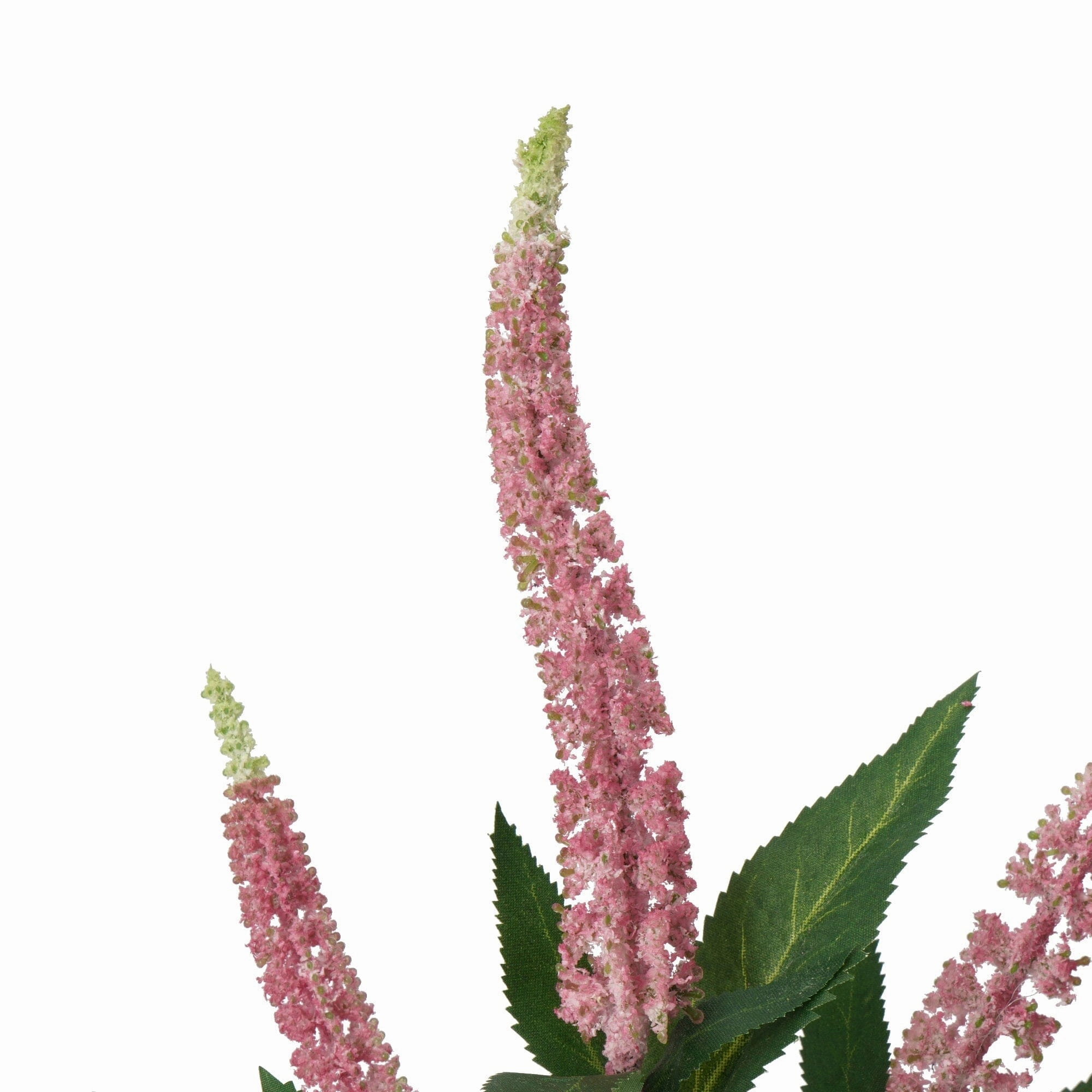 Art Flower Salvia Pink