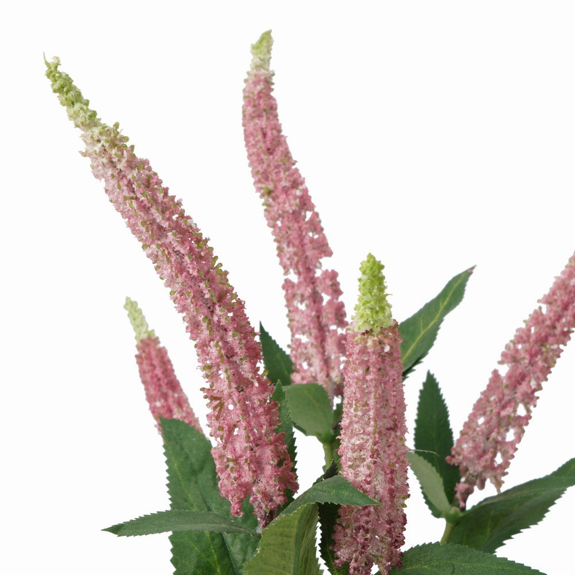 Art Flower Salvia Pink