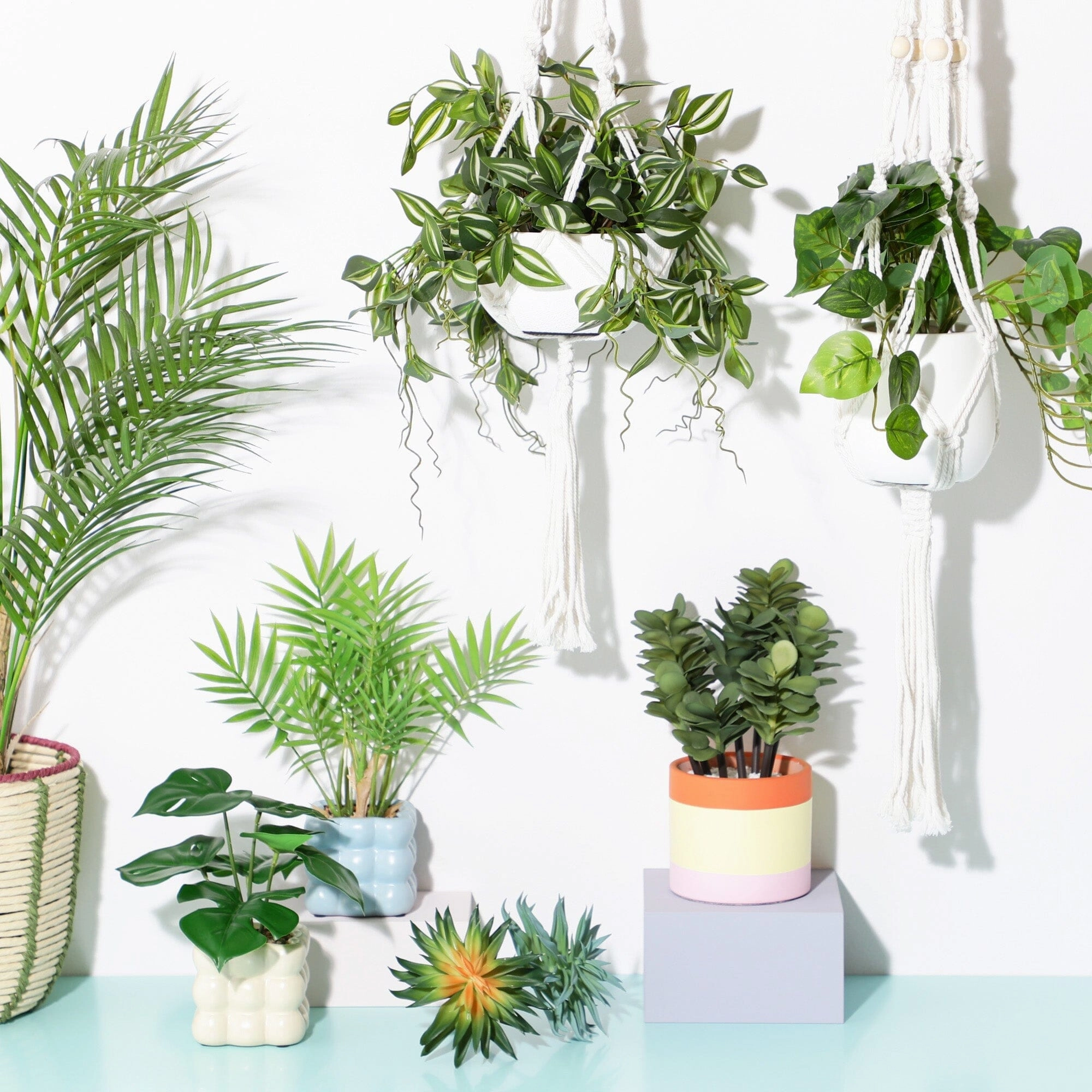 Art Green & Pot Succulents