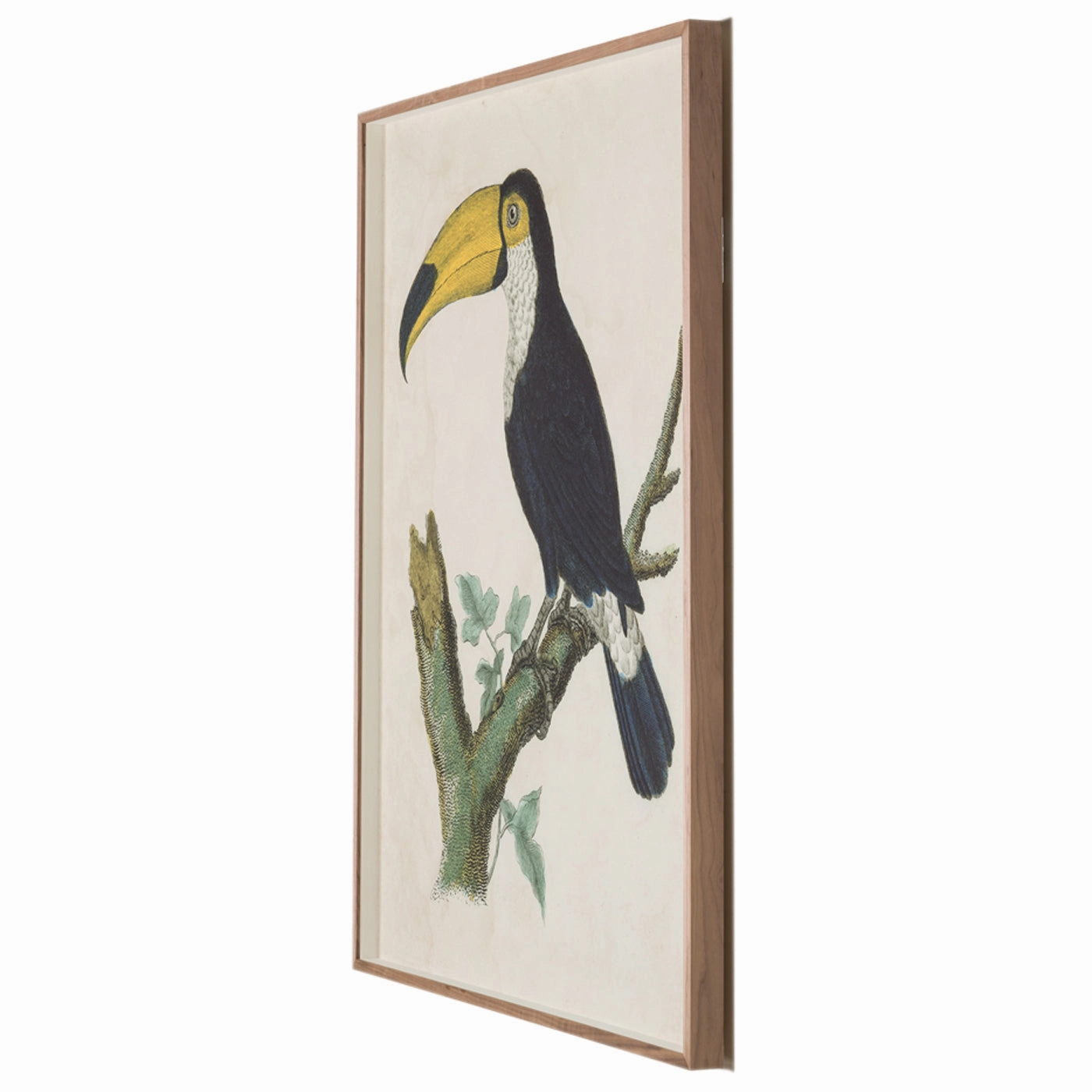 Barraband Toucans 1