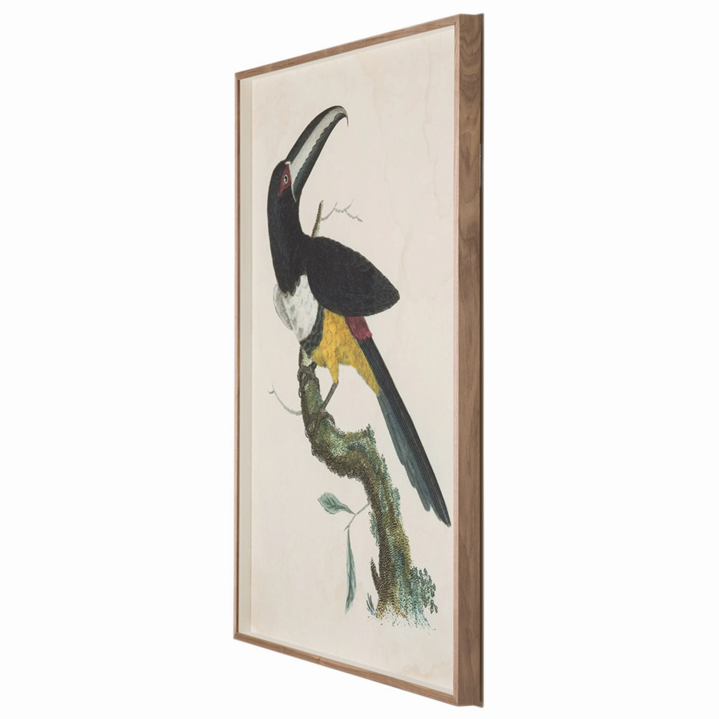 Barraband Toucans 2