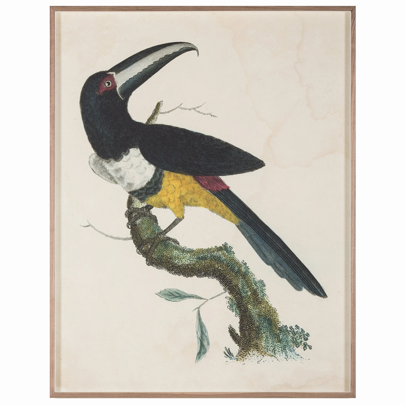 Barraband Toucans 2nordic style wall decor