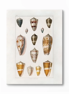 Beachcomber's Delight, Canvasindoor decorative canvas print