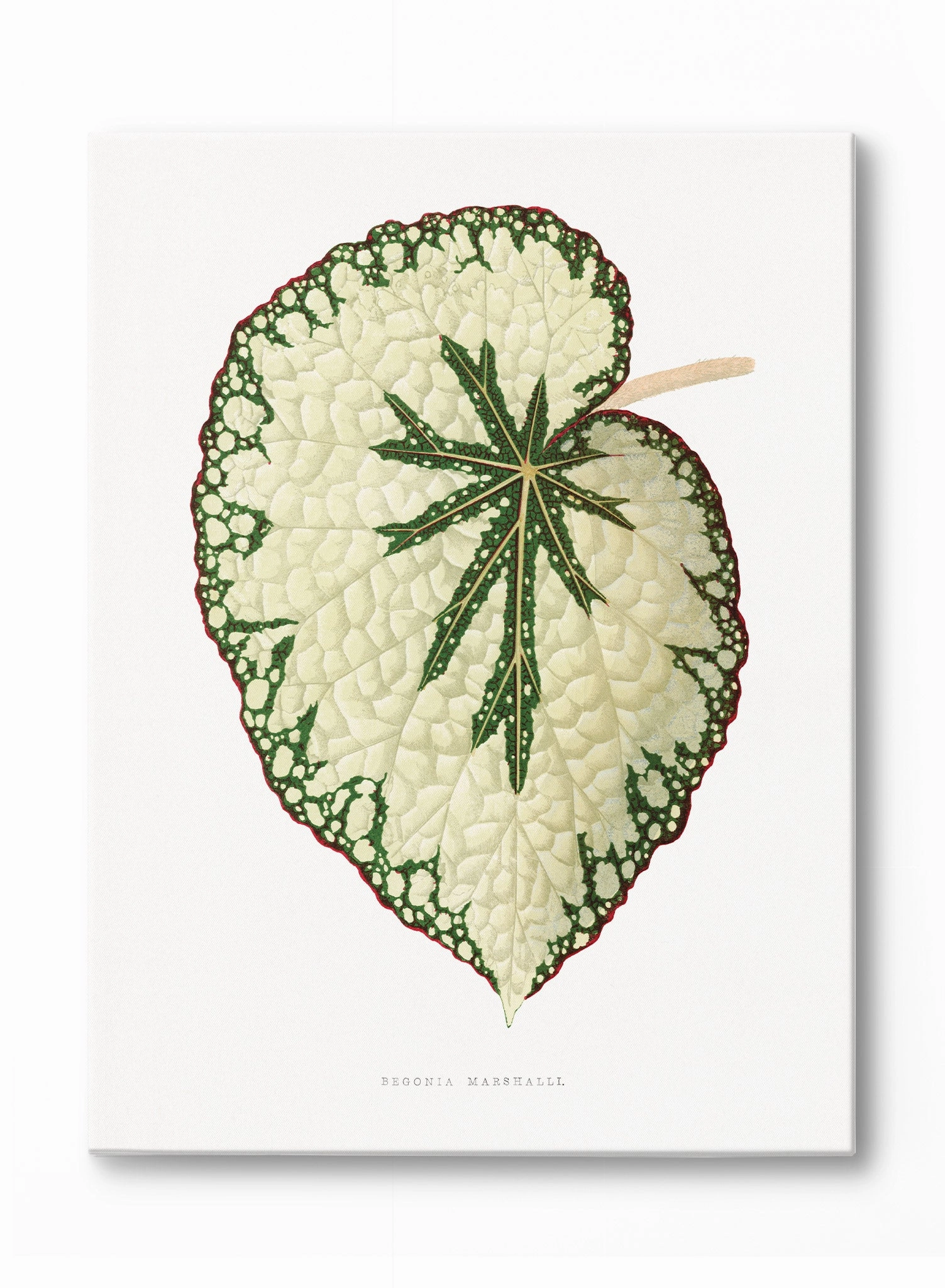 Beefsteak Begonia, Canvasindoor decorative canvas print