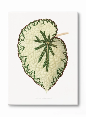 Beefsteak Begonia, Canvasindoor decorative canvas print