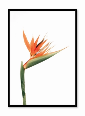 Bird of Paradise, Posterpop culture themed posters