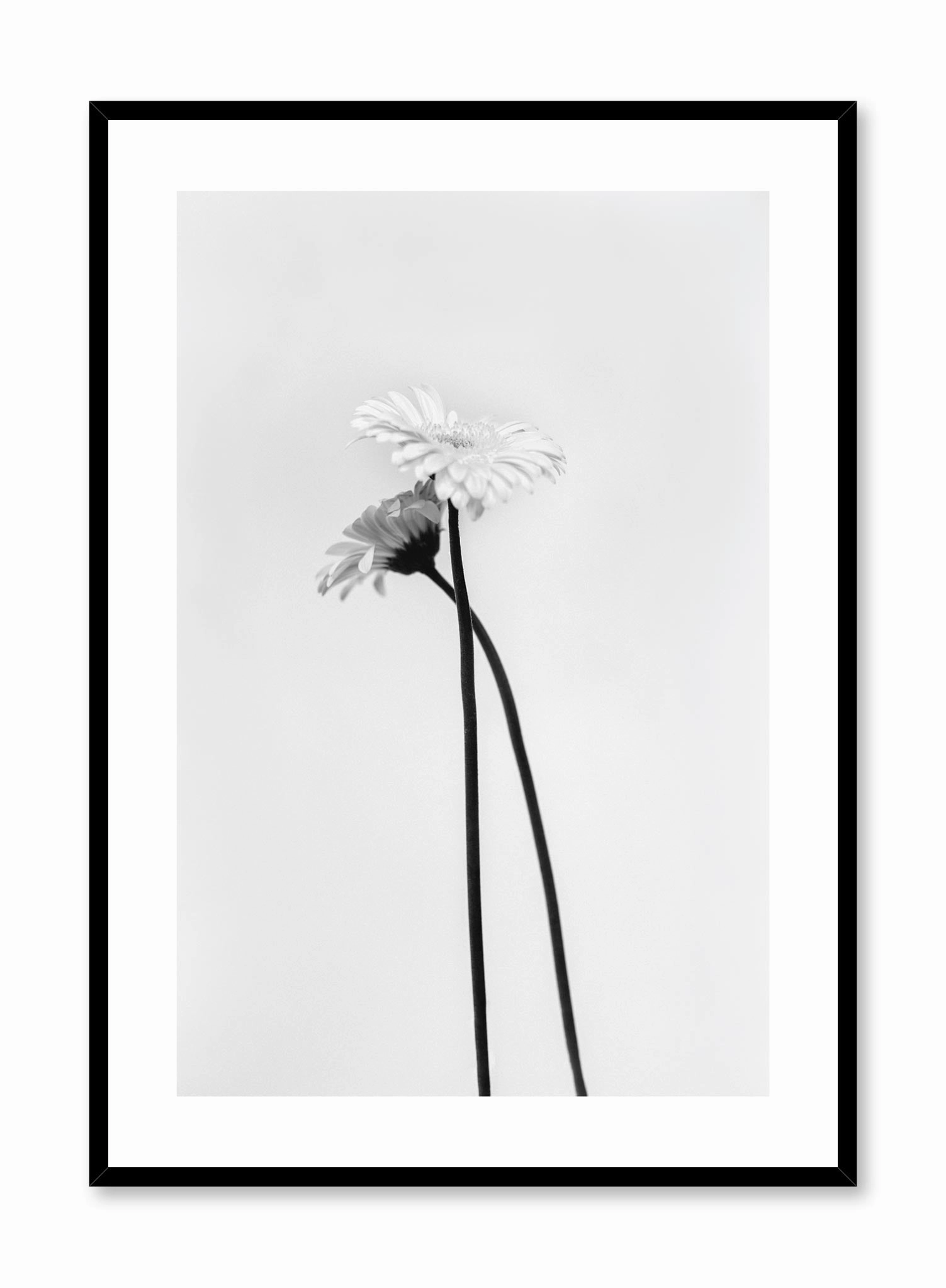 Black & White Gerbera, Posterpop culture themed posters