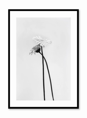 Black & White Gerbera, Posterpop culture themed posters