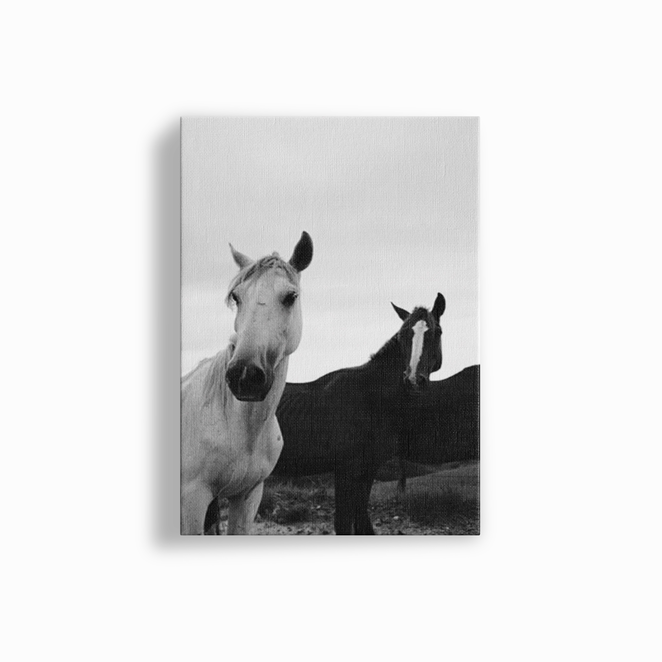 Black & White Stallions