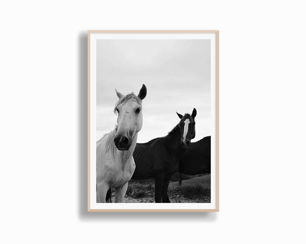 Black & White Stallions