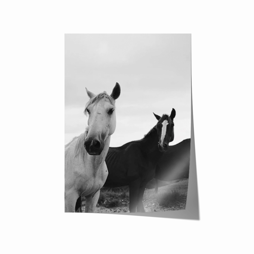 Black & White Stallions