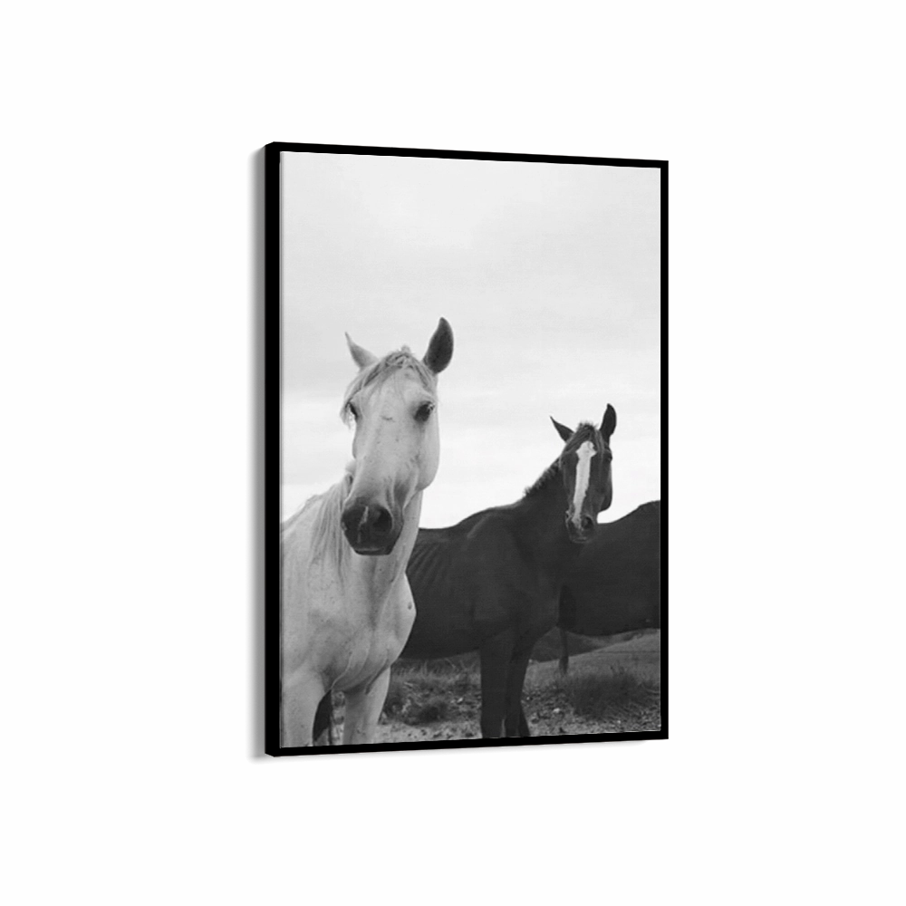 Black & White Stallions