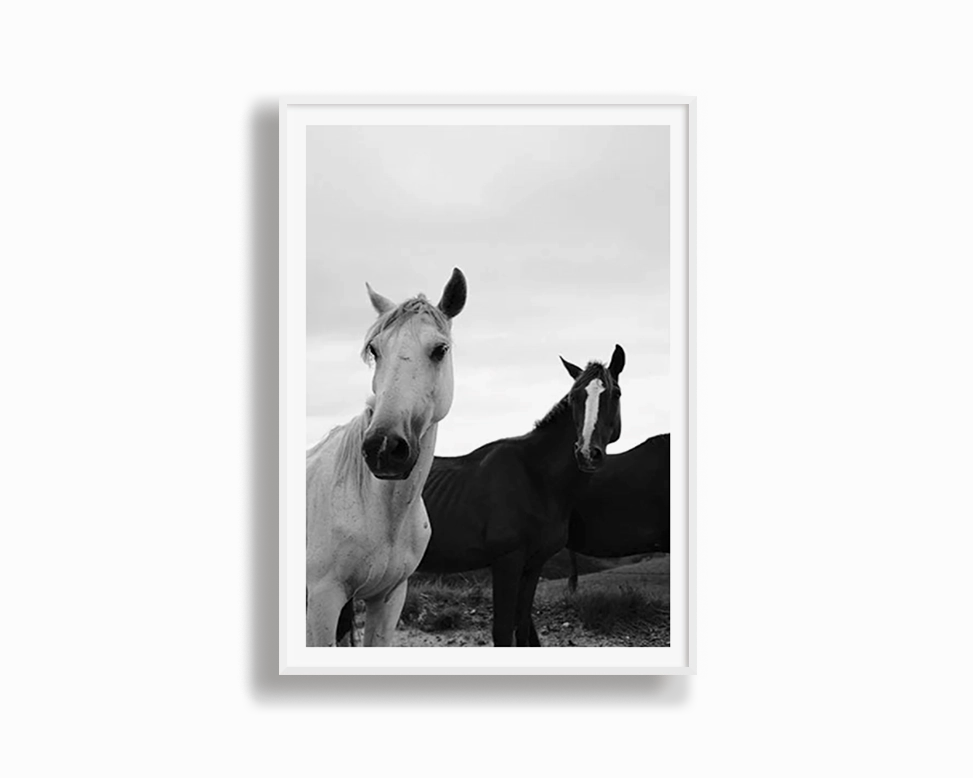 Black & White Stallions