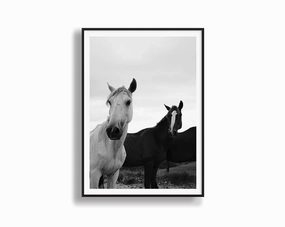 Black & White Stallionsmodern abstract painting decor