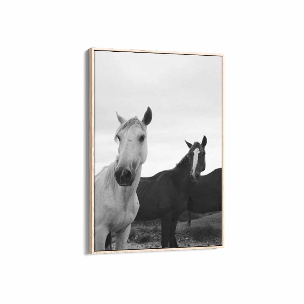 Black & White Stallions
