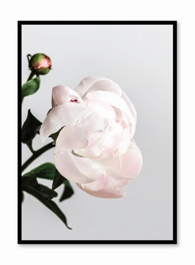 Blossom, Posterpop culture themed posters