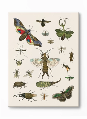 Bug Studies, Canvasindoor decorative canvas print