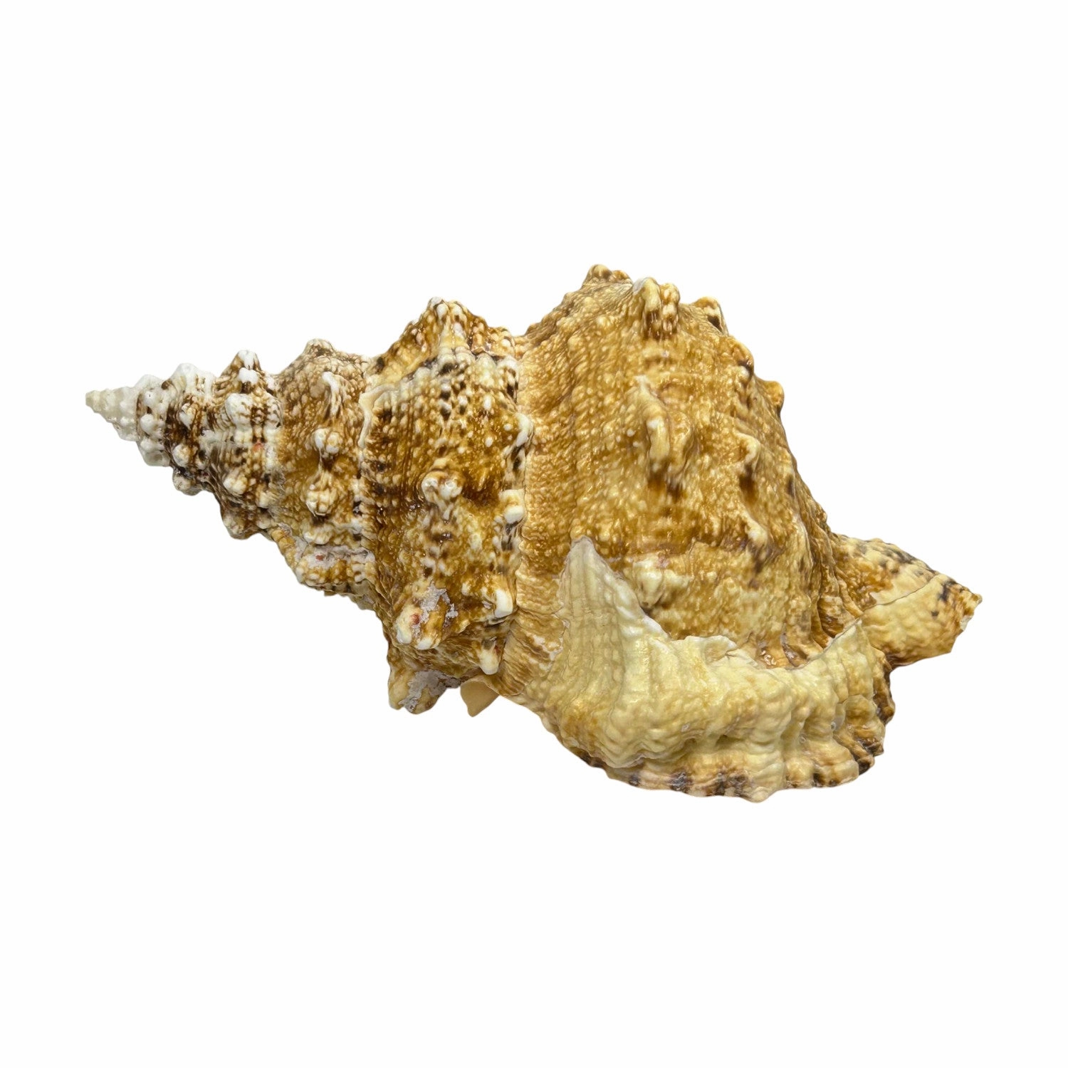 Bursa Bosa Frog Shell - 9"