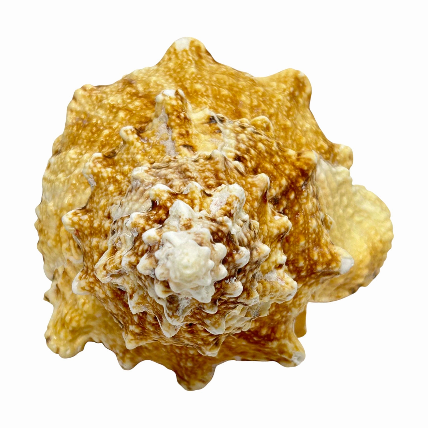 Bursa Bosa Frog Shell - 9"