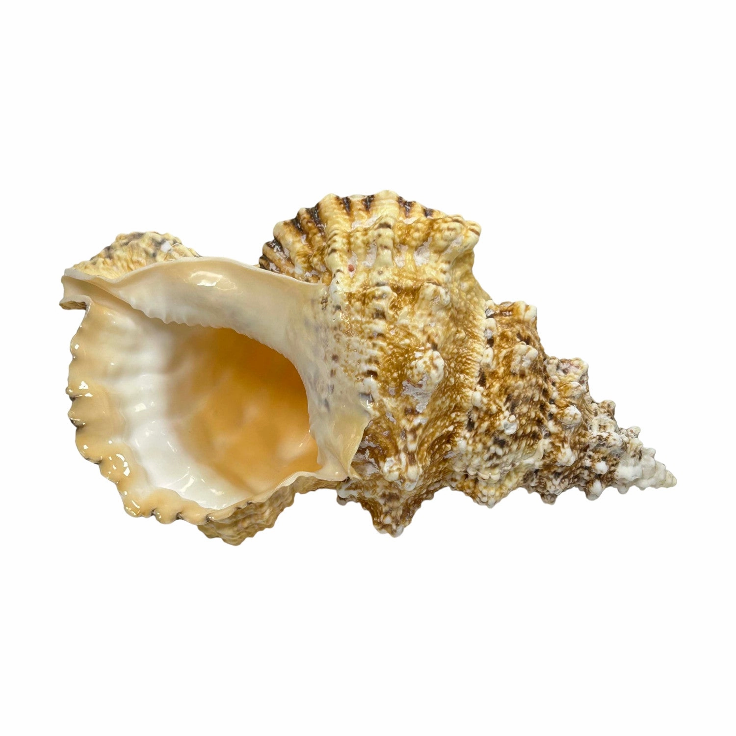 Bursa Bosa Frog Shell - 9"