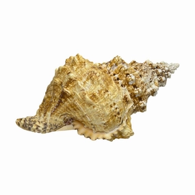 Bursa Bosa Frog Shell - 9"nordic style desktop ornaments
