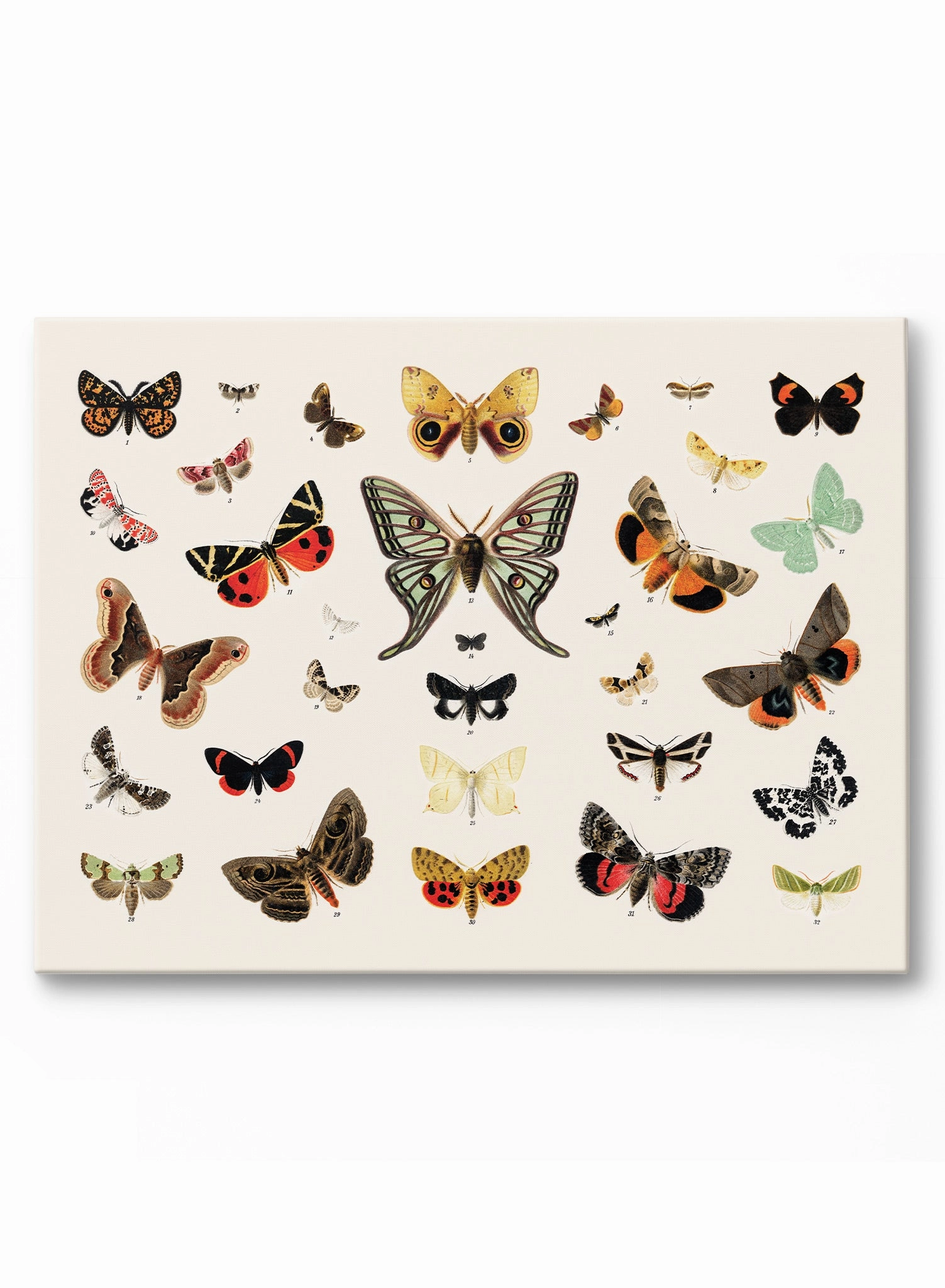 Butterflies In Flight, Canvasindoor decorative canvas print