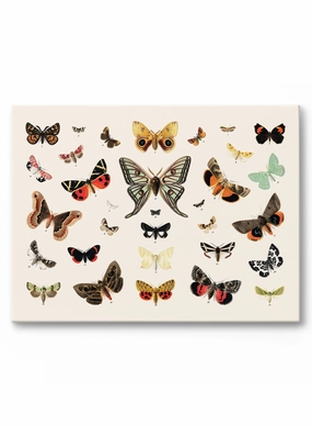Butterflies In Flight, Canvasindoor decorative canvas print