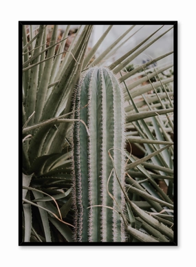 Cactus in Nature, Posterpop culture themed posters