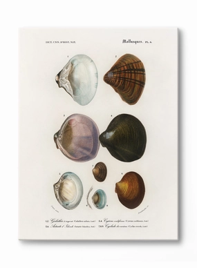 Coastal Curiosities, Canvasindoor decorative canvas print