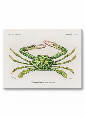 Crab Walk, Canvasindoor decorative canvas print