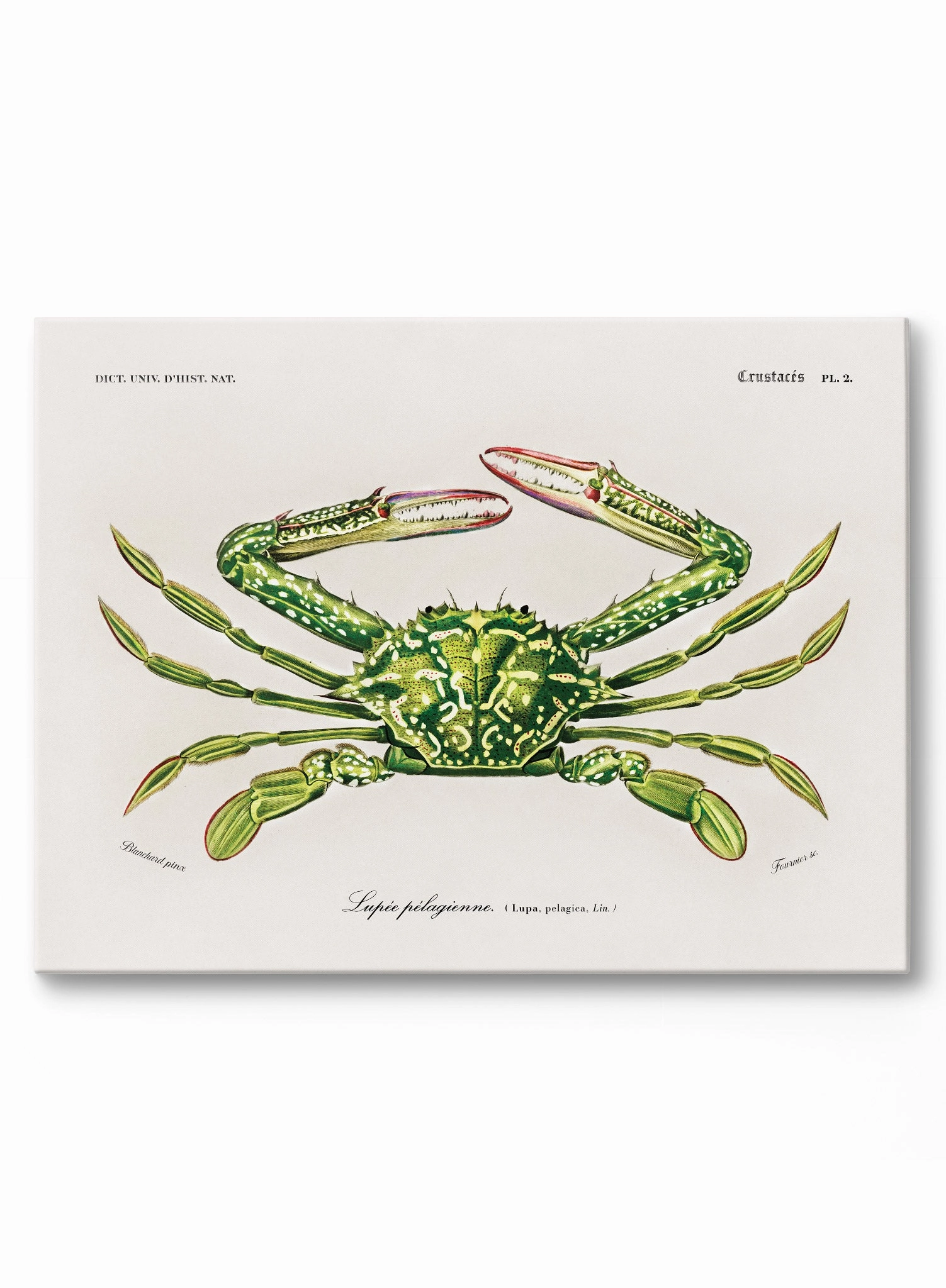 Crab Walk, Poster