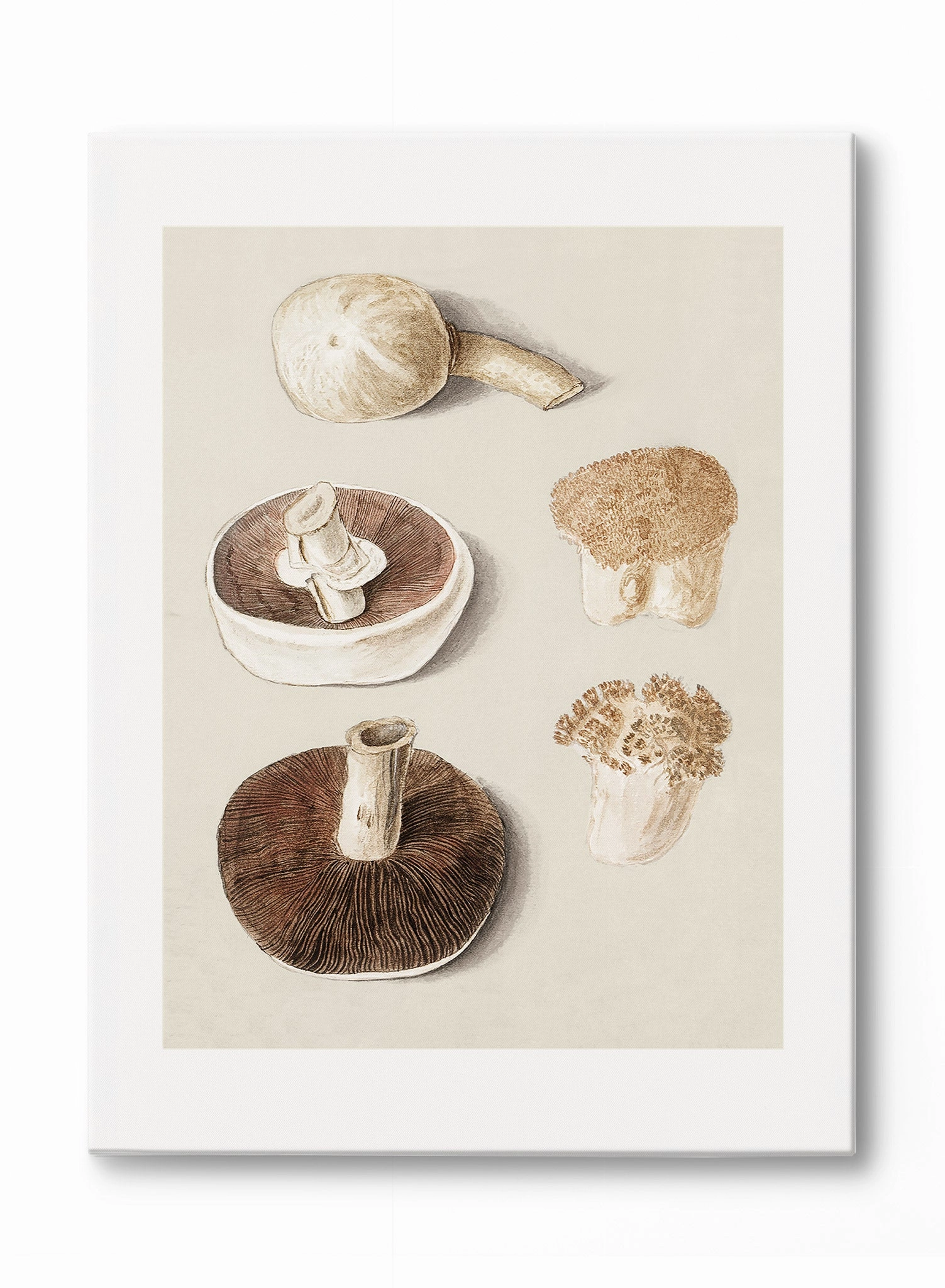 Culinary Fungi, Canvasindoor decorative canvas print