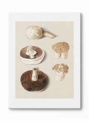 Culinary Fungi, Canvasindoor decorative canvas print