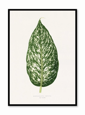 Dieffenbachia, Posterpop culture themed posters
