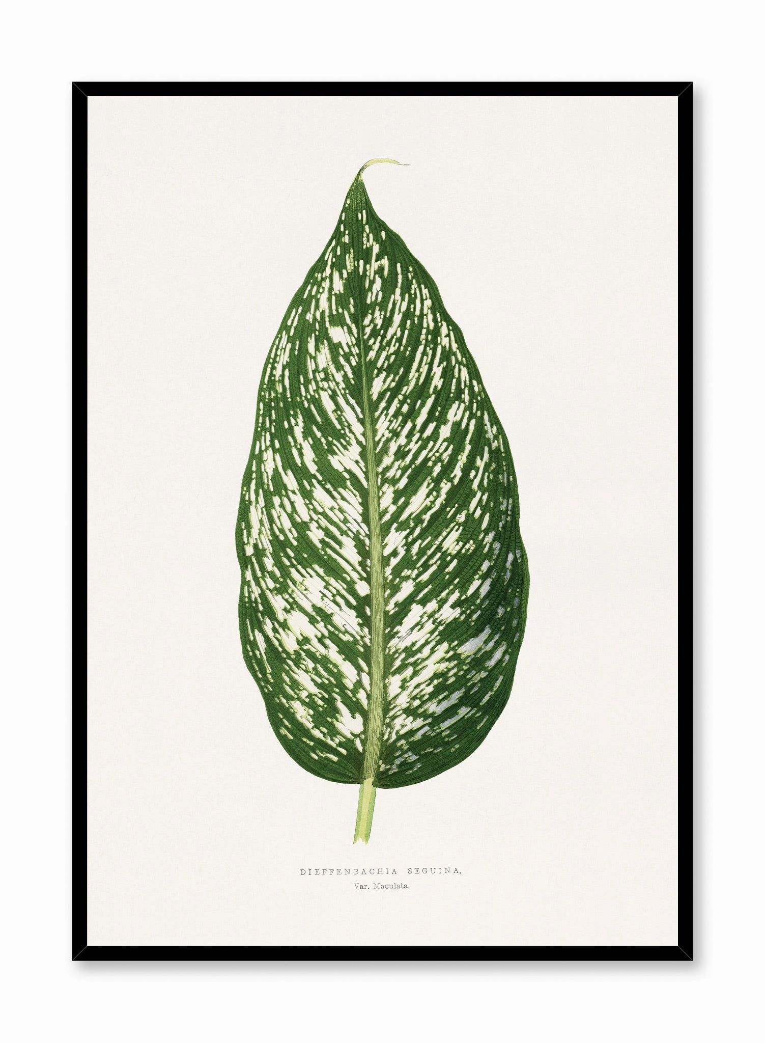 Dieffenbachia, Posterpop culture themed posters