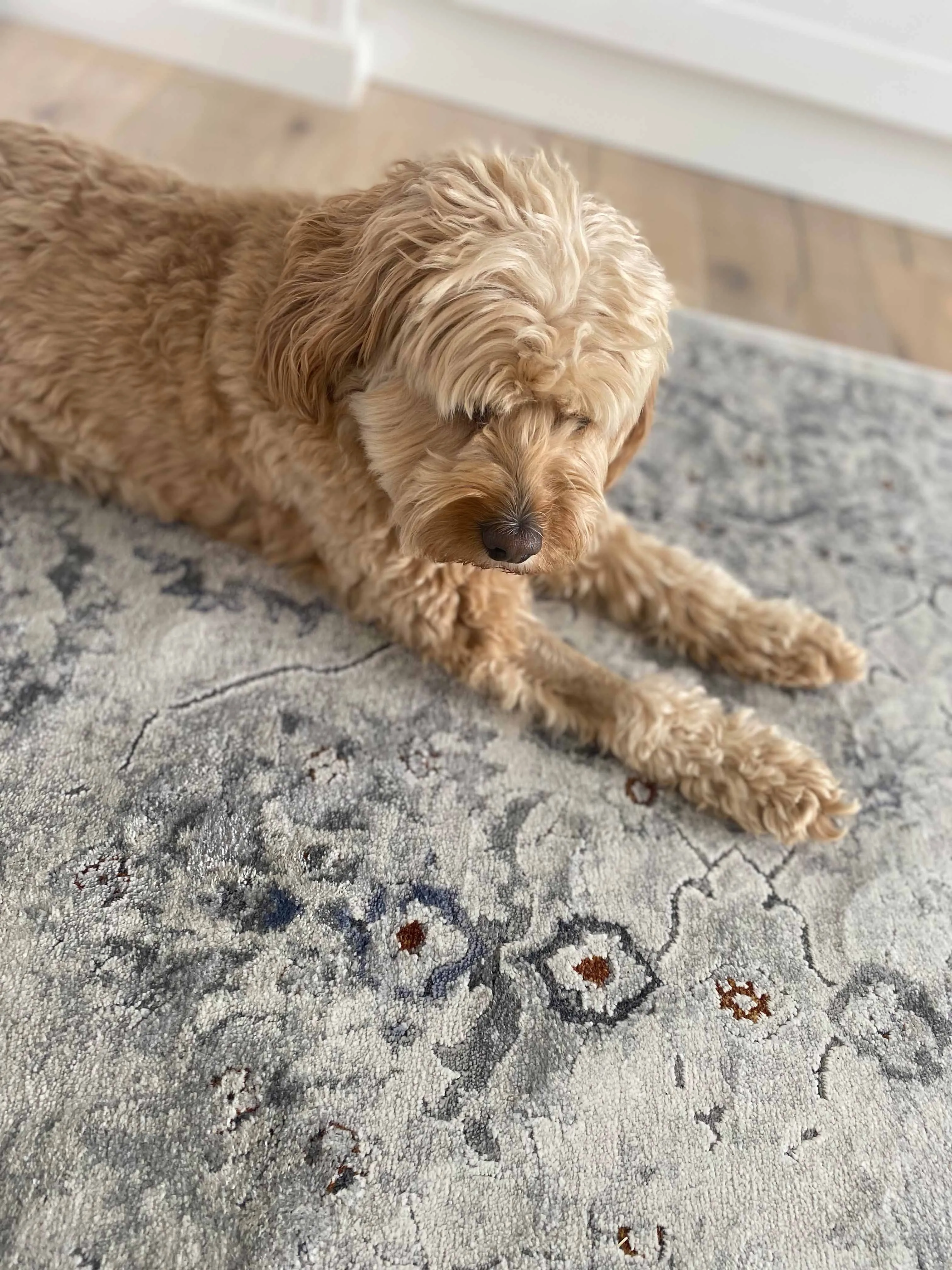 Elisha Grey and Blue Traditional Distressed Medallion Rug *NO RETURNS UNLESS FAULTY