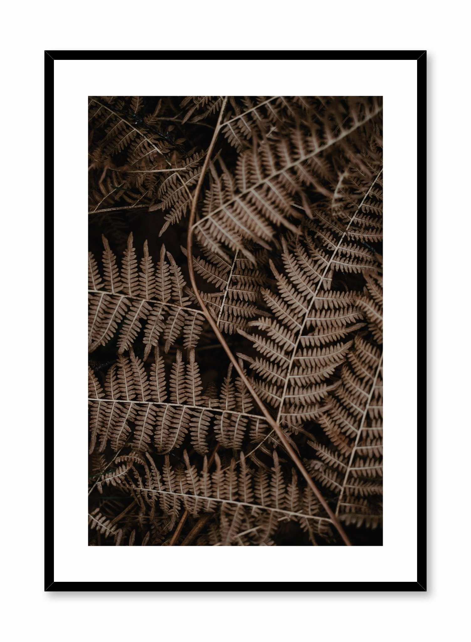 Fern, Posterpop culture themed posters