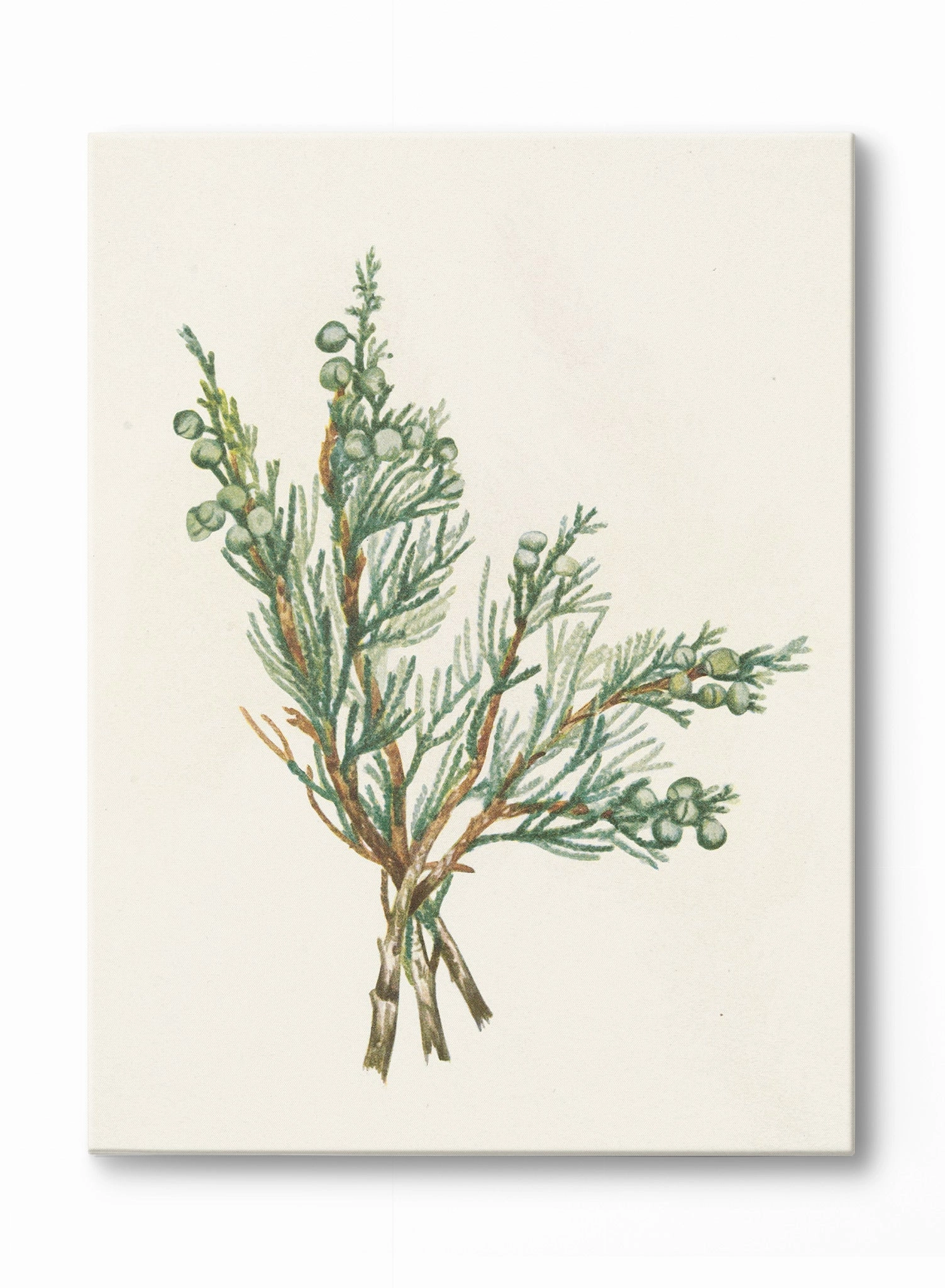 Gin and Juniper, Canvasindoor decorative canvas print