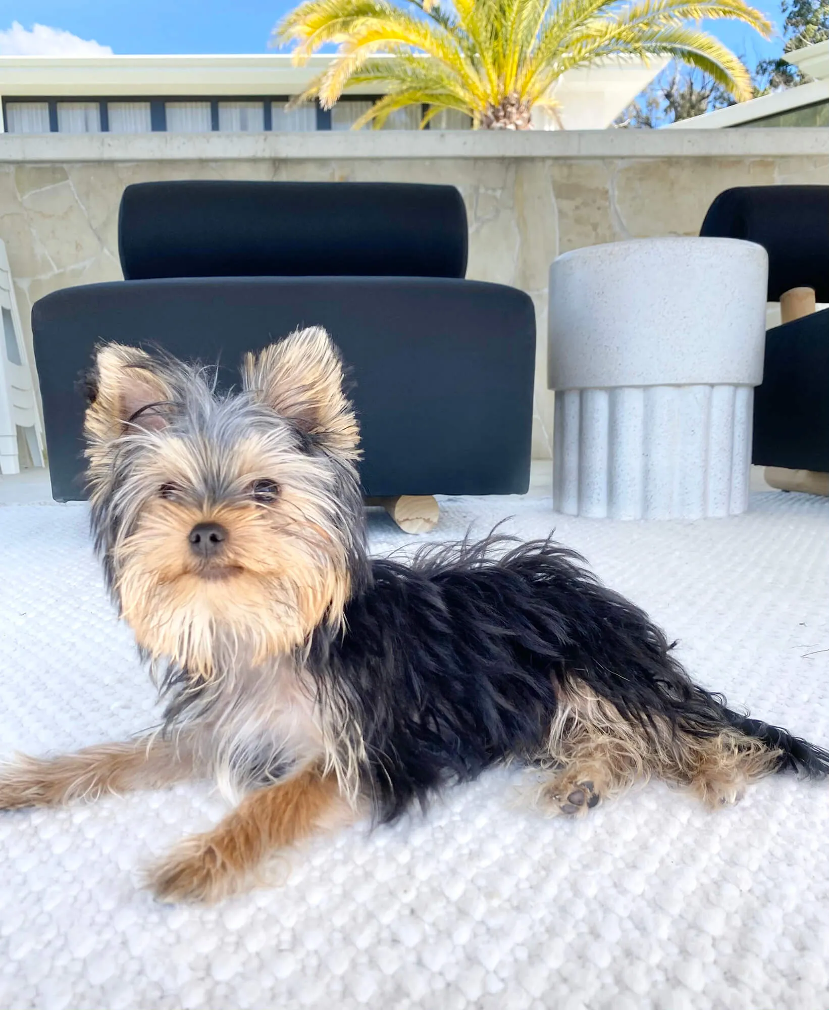 Greta Ivory Indoor Outdoor PET Rug