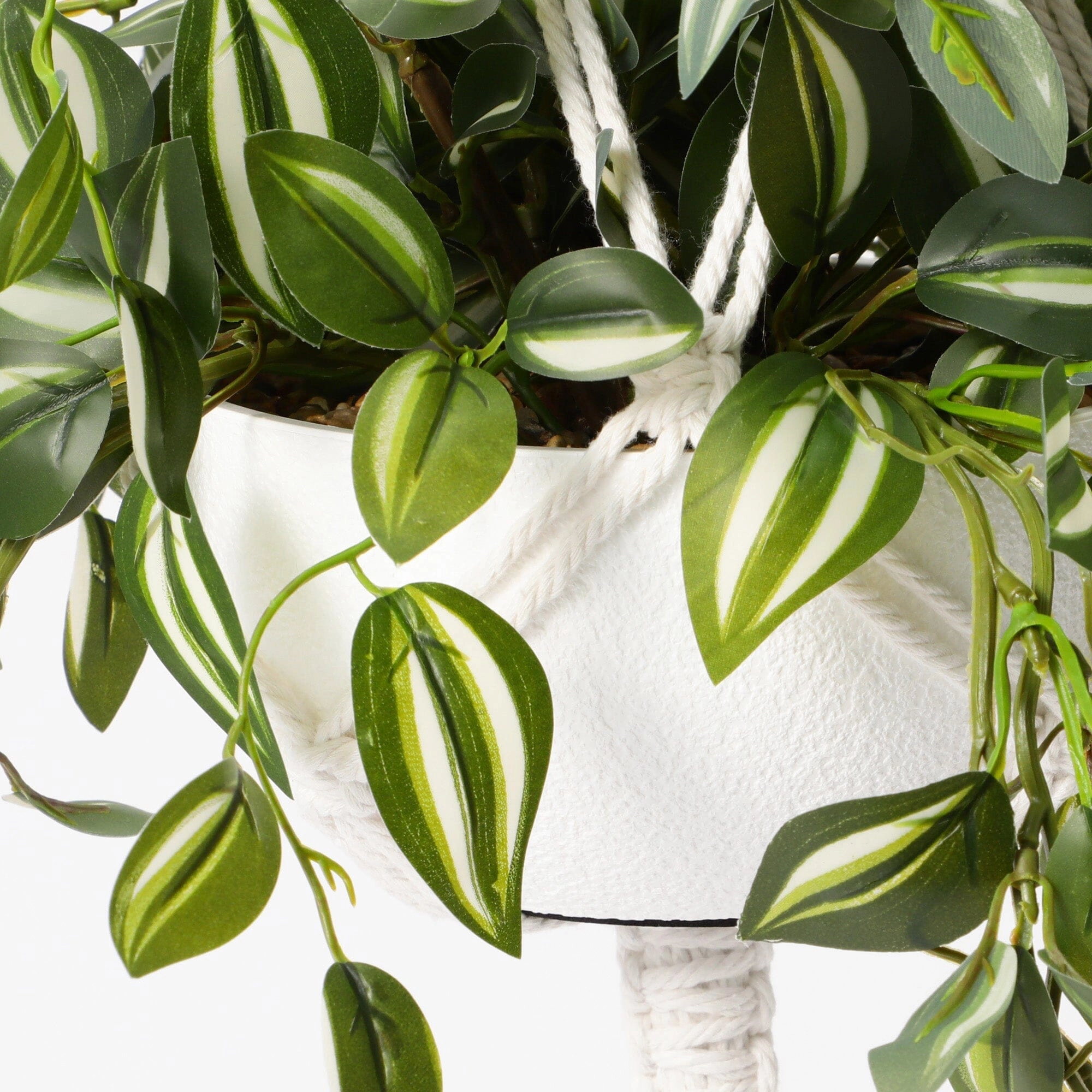 Hanging Art Green Tradescantia