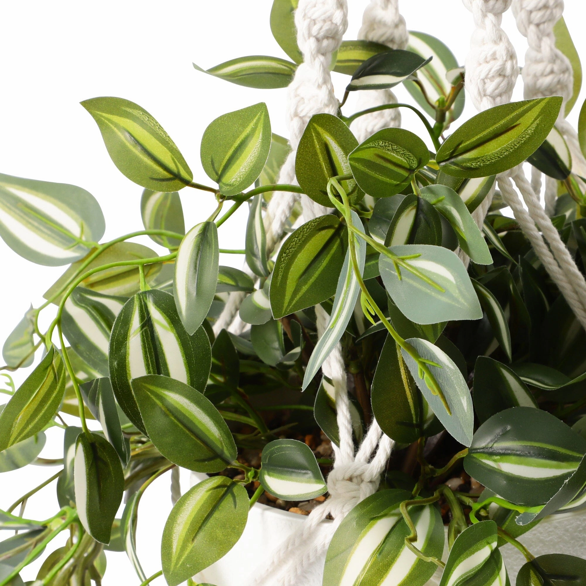 Hanging Art Green Tradescantia
