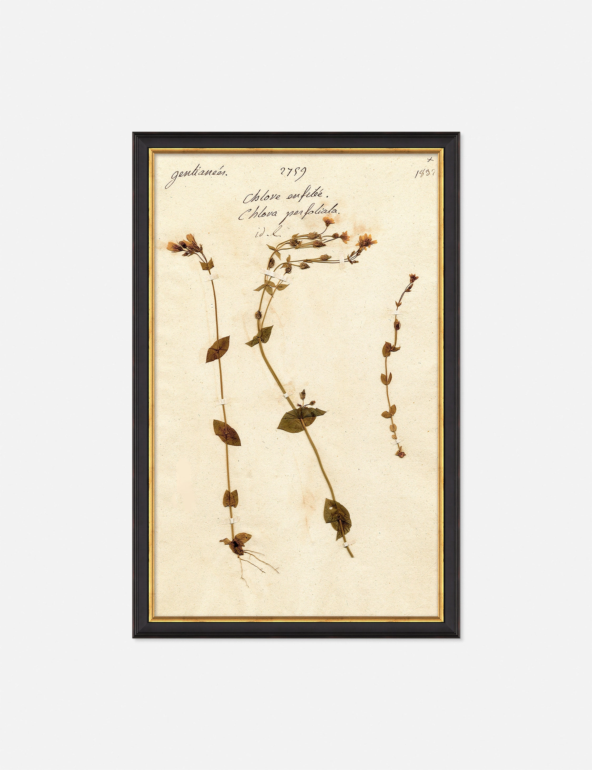 Herbarium A Wall Artnordic style wall decor
