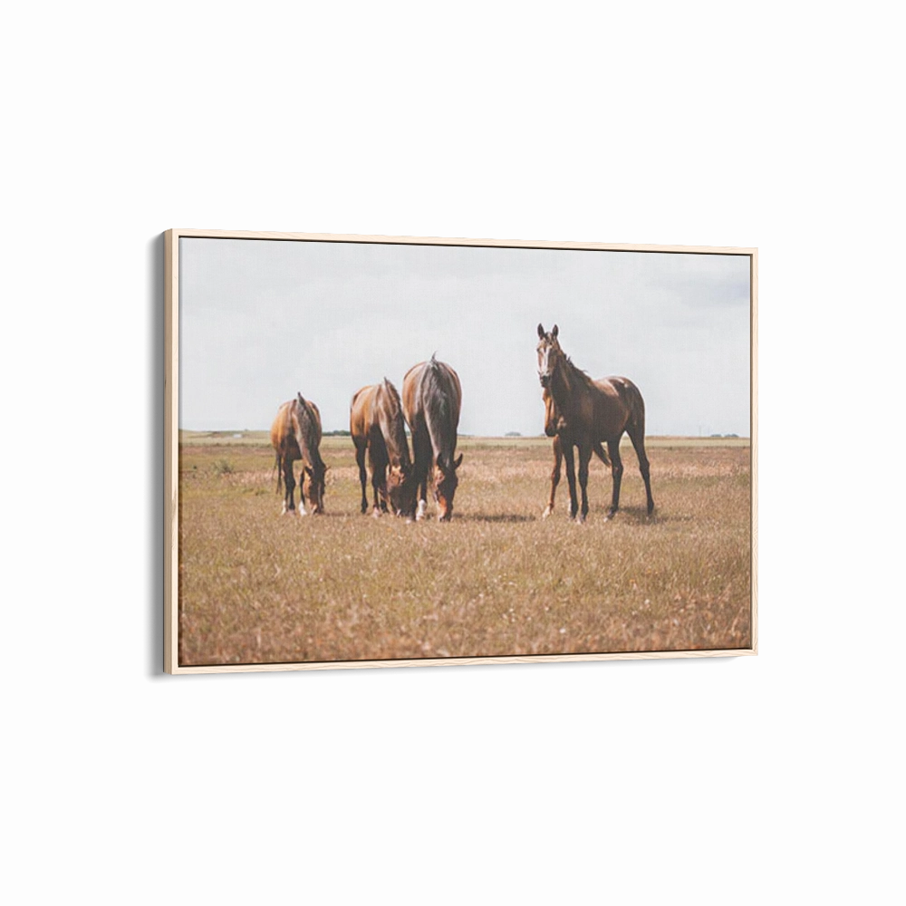 Horses Grazing
