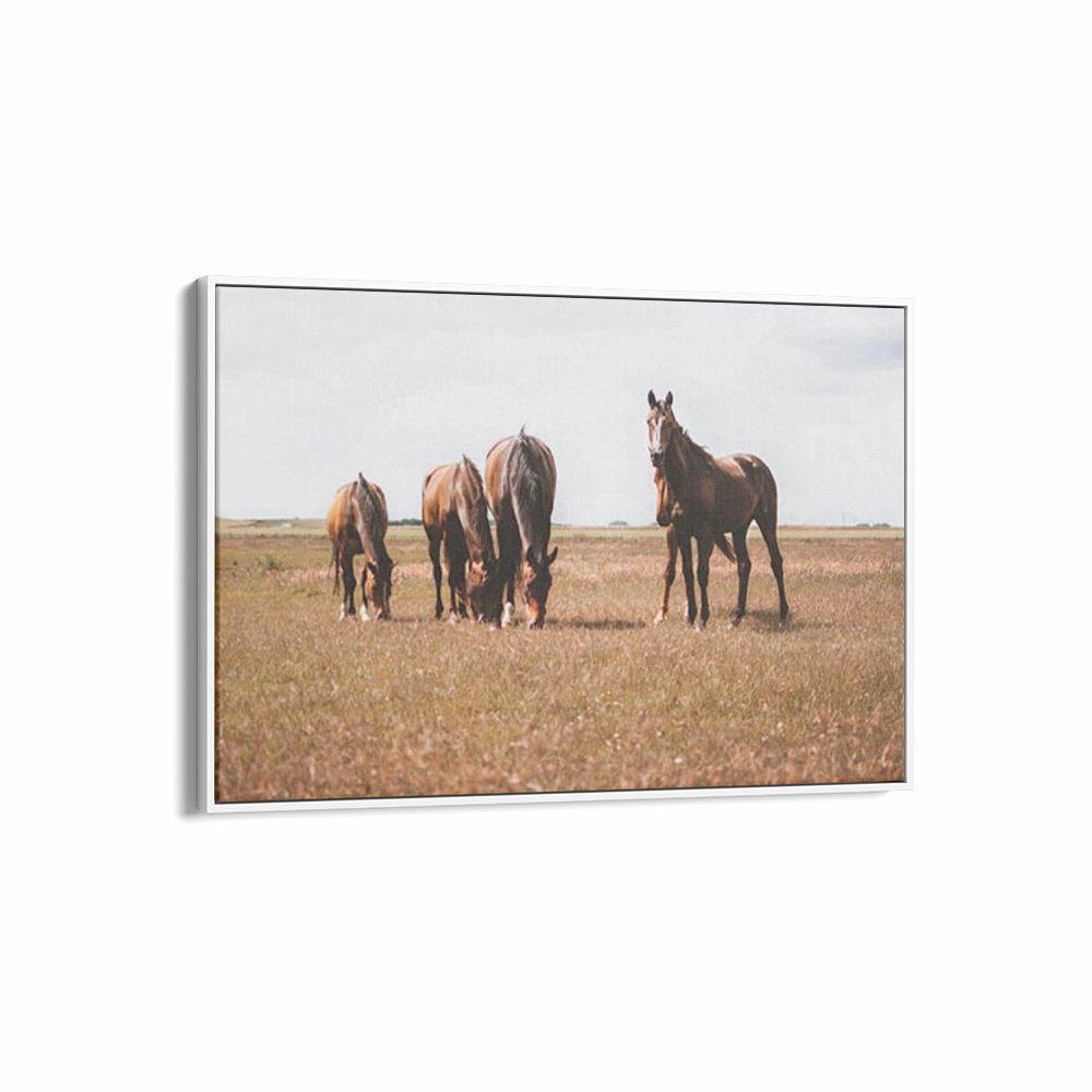 Horses Grazing