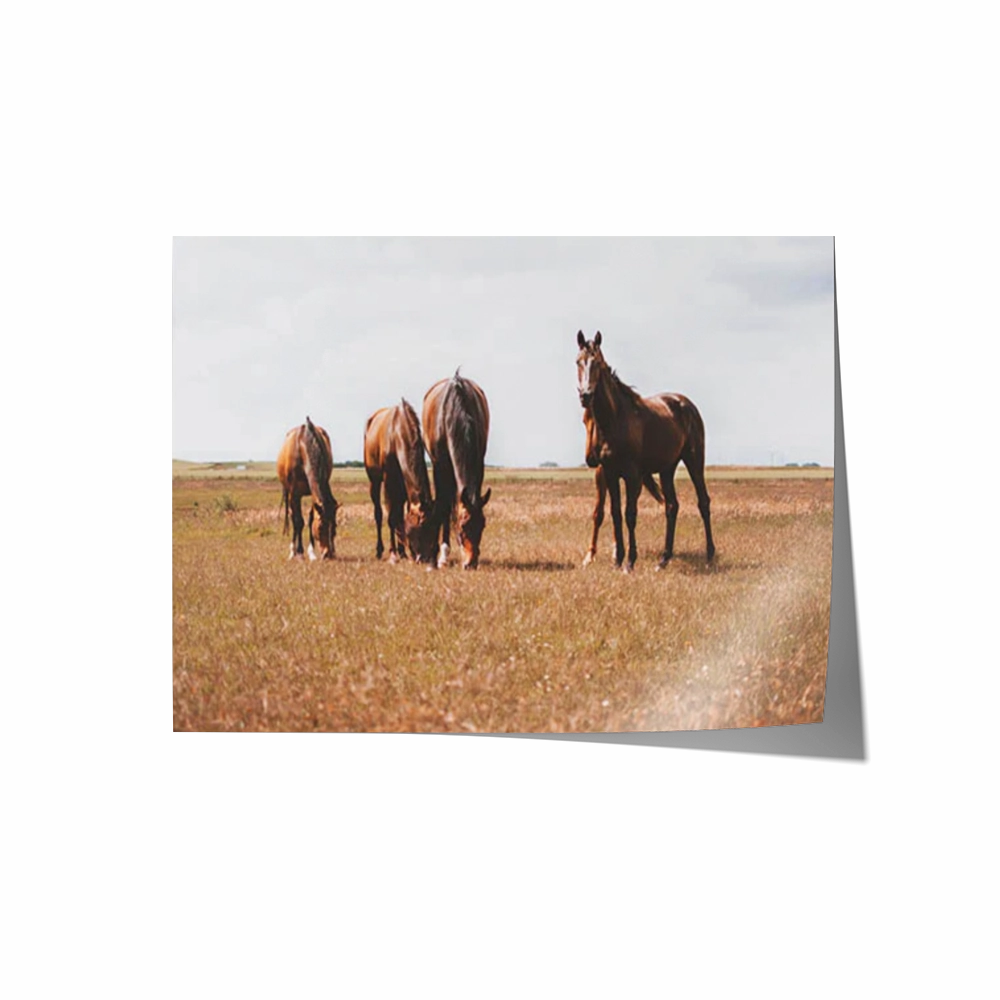 Horses Grazing