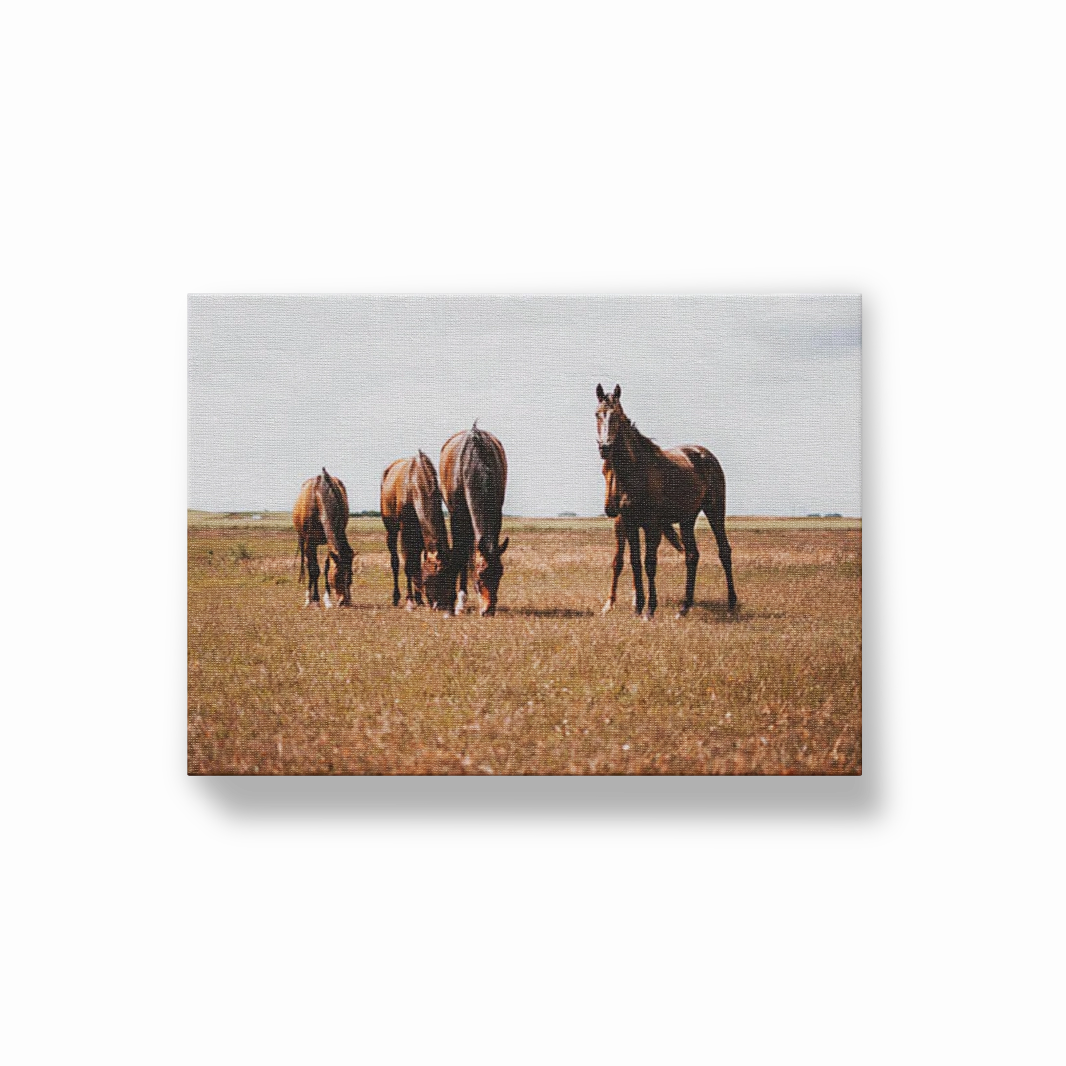 Horses Grazing